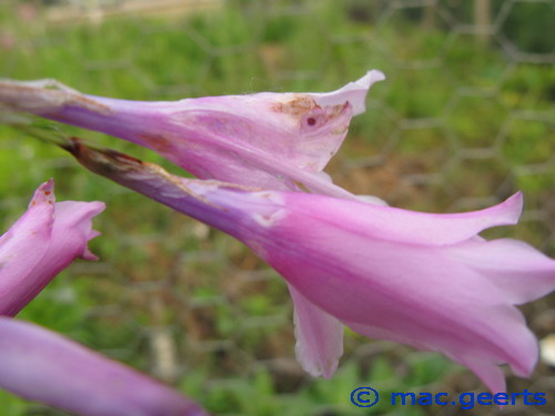 Dierama grandiflorum